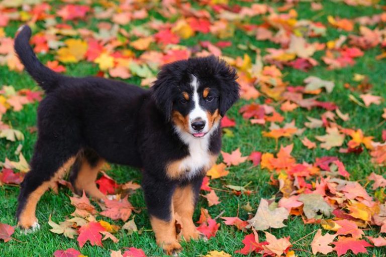 New Clients Holyoke Veterinarian Holyoke Animal Hospital